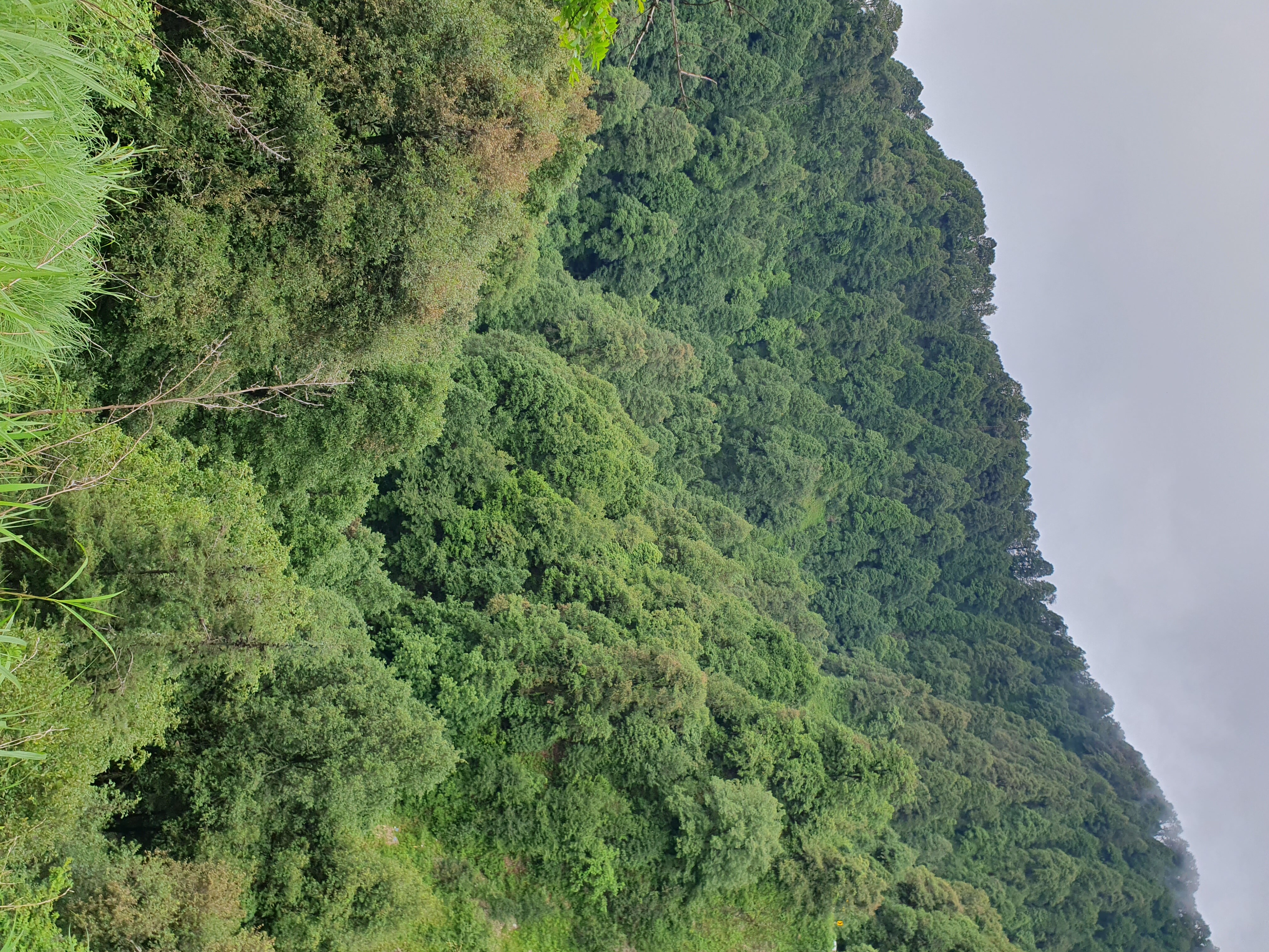 A bunch of trees in Nainital